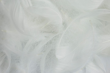 Obraz premium soft white feathers background