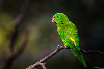 Lori lorikeet