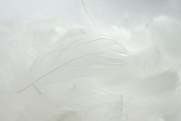 Obraz premium t white feathers background