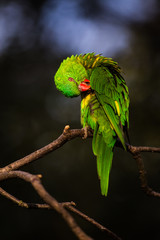 Lori lorikeet