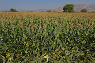 corn field