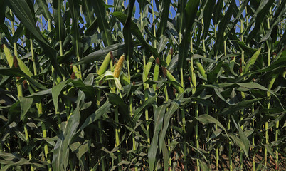 corn field