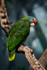 green parrot