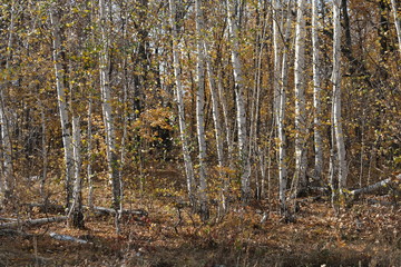 autumn birch grove, natural landscape