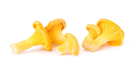 Yellow Chanterelle Isolated on White Background Close-Up