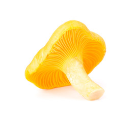 Yellow Chanterelle Isolated on White Background Close-Up