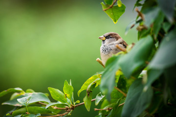 euroasian sparrow