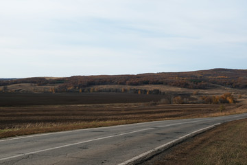 asphalt road, steppe and autumn forest