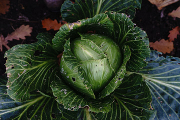 Head of cabbage in the autumn garden with a top view. Background. Selective focus.