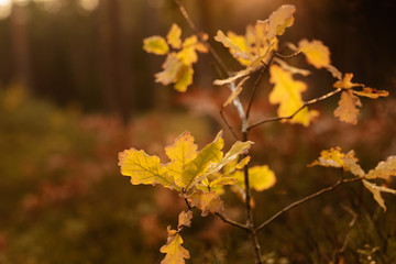 Yellow Oak leaves in autumn in forest, closeup, shallow depth of field. Evening sun lit.