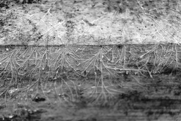Cancer tumor macro. Conceptual black and white image of mold.