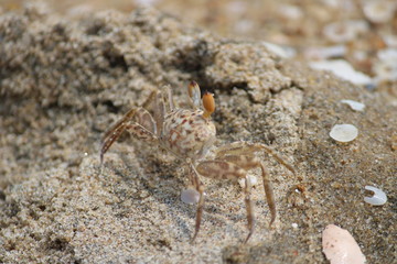 crab on beach