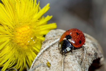 ladybird on flower