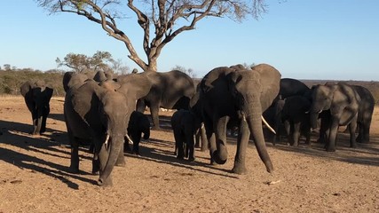 Elefantenherde auf dem Weg zum Wasserloch