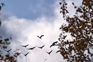 Russia, Yaroslavl oblast, incidunt, fuga grues ad Meridiem