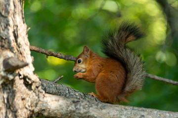 A fairy-tale squirrel eating some food in closeup