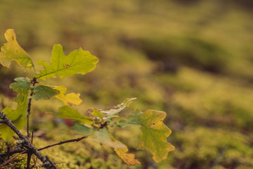 Green Oak leaves in autumn in forest, closeup, shallow depth of field. Evening sun lit. 