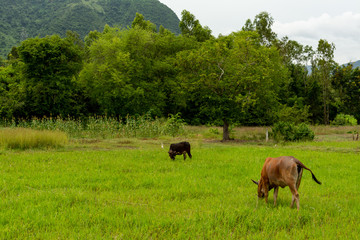 Cattle on a meadow, rural Vietnam