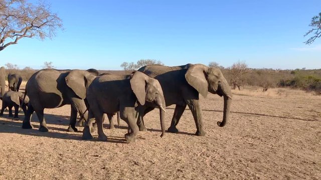 Elefantenherde auf dem Weg zum Wasserloch