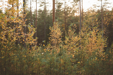 Autumn forest trees  sunlit with evening sun . Nature green wood sunlight in background.