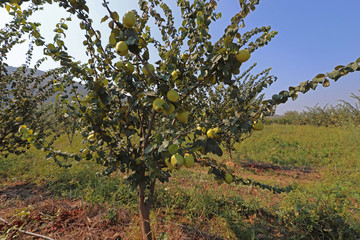 Fototapeta premium Quince orchard