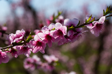 Pink peach flowers