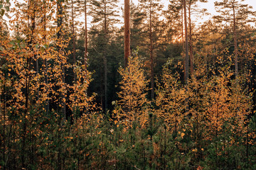 Autumn forest trees  sunlit with evening sun . Nature green wood sunlight in background.