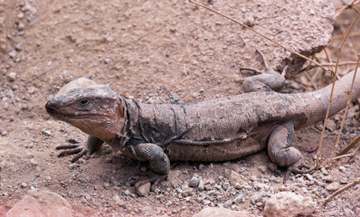 Endemic lizard in Tamaraceite, Gran Canaria. Canary Islands.
