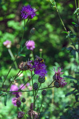 Beautiful wildflowers on background wild grass