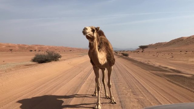 Kamel in der W&uuml;ste im Oman