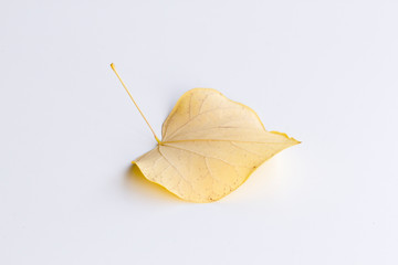 Fallen yellow leaf isolated on a white background.