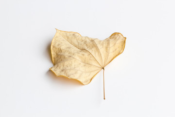 Fototapeta premium Fallen dry leaf isolated on a white background.