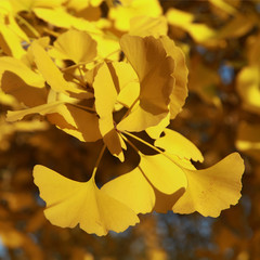 Gingko biloba en automne