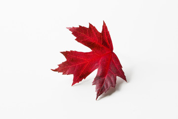 Single fallen maple leaf centered and isolated on a white background.