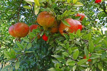 pomegranate orchard