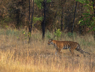 Obraz na płótnie Canvas Tigress Sukri Bodi Female at Tadoba,Maharashtra,India