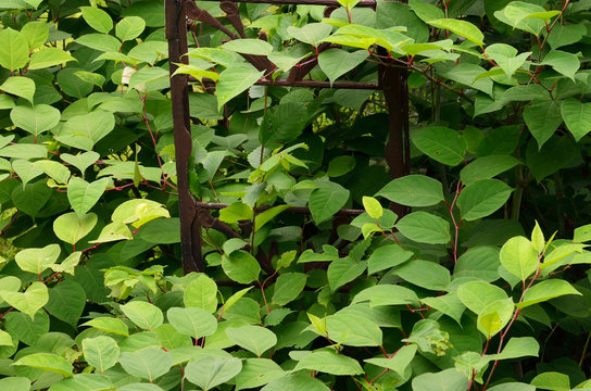Bamboo Foliage and garden trelis