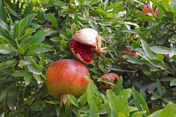 pomegranate orchard