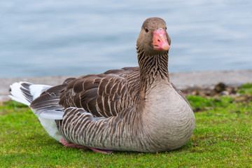 Goose on the grass by the pond