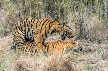 Fototapeta na wymiar Tigress Maya and Gabbr in Mating at Tadoba,Maharashtra,India
