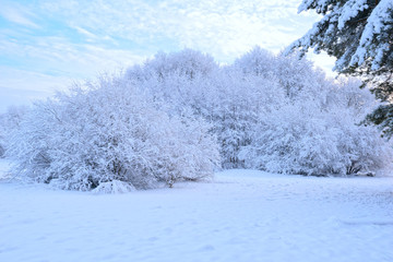 Winter. View of trees covered with newly-fallen snow 2.