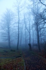 Mystical foggy forest in late Autumn