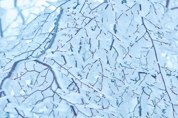 Frozen winter nature photo ice and wind