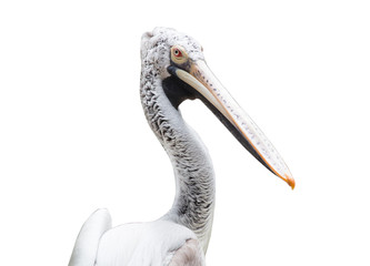 Isolated image of Pelican bird