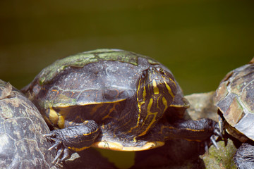 POR EL VALLE DE ANTON