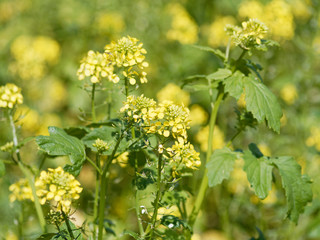 Brassica napus | Floraison de fin d'été du Colza ou canola aux fleurs jaunes