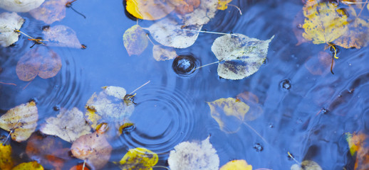 yellow autumn leaves in a rain puddle