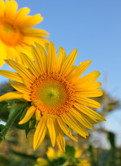 Naklejka premium sunflower on background of blue sky