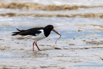 Oystercatcher (Haematopus ostralegus) catching flat worms in the mud flats at Bradwell on Sea, Essex