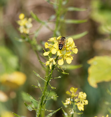 Brassica napus | Fleur jaune et mellifère de Colza visitée par une abeille